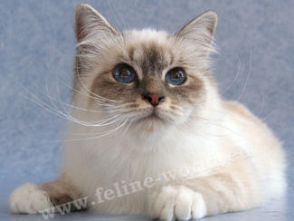 Birman Bleu Tabby point.jpg